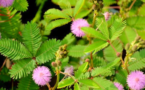 ���߲ݵ��ռ�