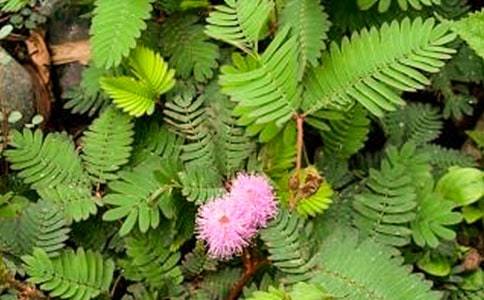 �۲캬�߲ݵ�����