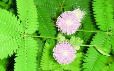 ���߲ݵ��ռ�15ƪ