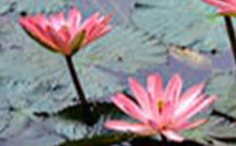 (����)�ɻ�