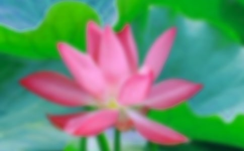 С�������ۺ�ɫ�ĺɻ��̰�