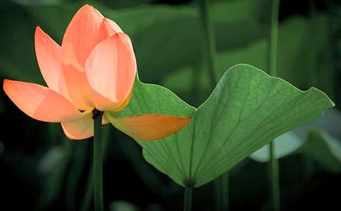 ���ɻ�С�������̰�