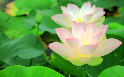 ���պɻ�����������