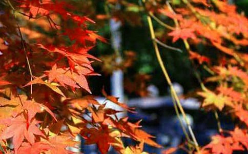 һƬ��Ҷ����