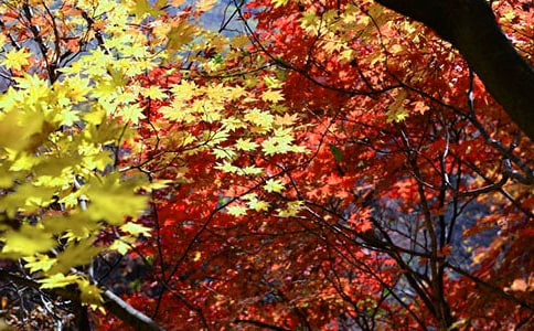 ��Ҷ��������2ƪ