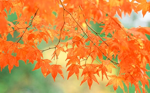 ɽ�С�����Ҷʫ�Ľ���ƪ