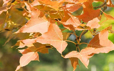 ����ĺ�ҶСѧ�����ģ���ѡ30ƪ��