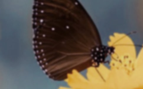 С�����������̰�