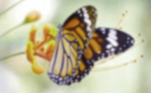 �а������̰��������ĺ���8ƪ