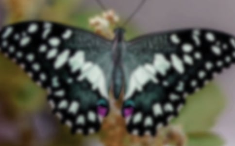 �а������̰�Ư���ĺ���