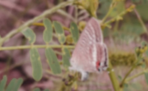 С�������̰��������ĺ�����