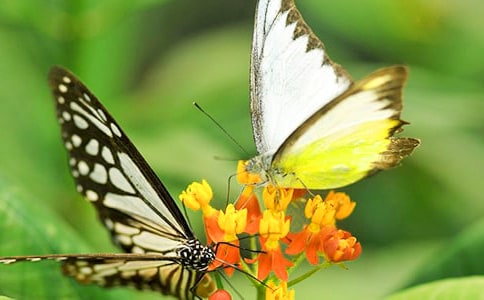 �а�����������ĺ����̰�