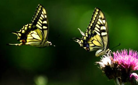 ������������������̰�