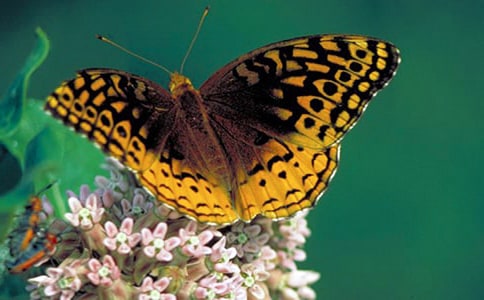 �а������������һ����̰�