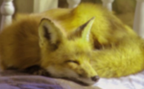 �������ѻ���¹���