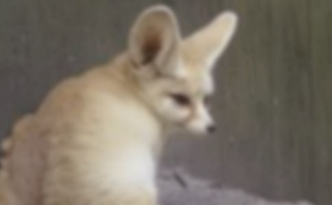 С�������̰�:СѼ�����