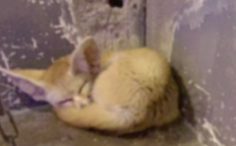 ��ѻ���������