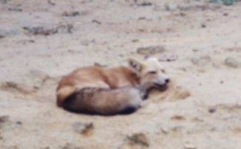 �������ѻ