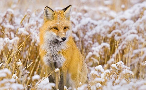 �����è����