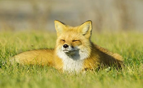 �����ϵ�С��������