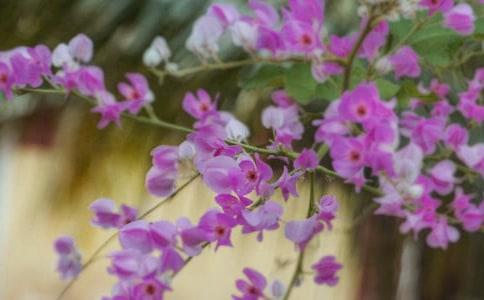 ʢ���Ļ����һ����