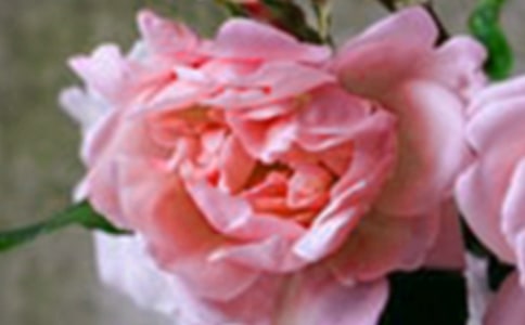 ��ǿ��������������ϣ��������