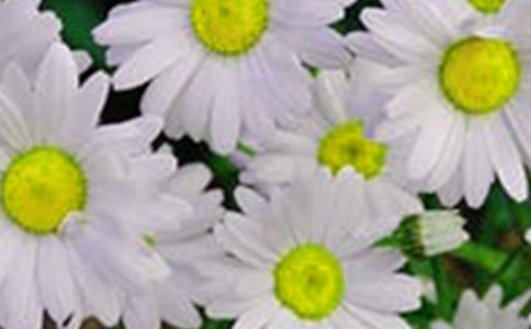 �����۹�ذ��ٿ��Ļ���