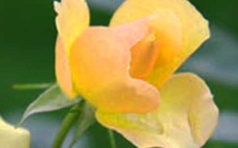 ����Ļ�������