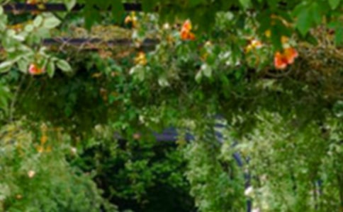 ��԰�ҵ���԰����