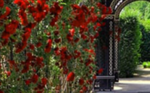 �����ߵĻ�԰���Ľ�ѧ���