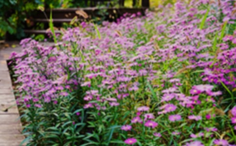 �Ҽҵ�С��԰����