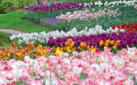 ������������Ľ��Ļ�԰�̰�