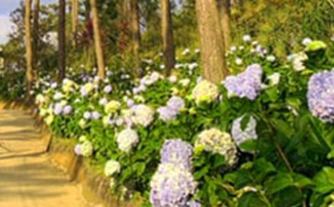 ��̨��԰����