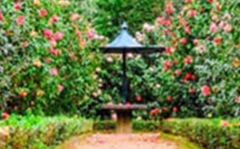 Ư���Ļ�԰����