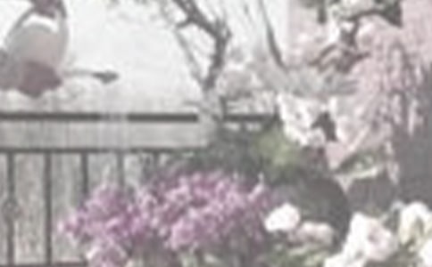 ����Сѧ������