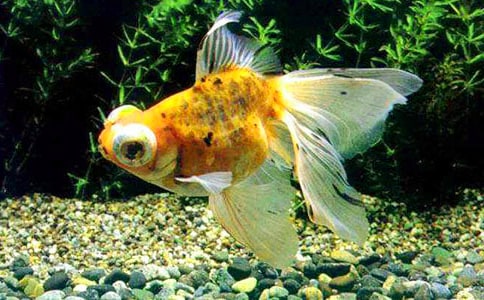 �ɰ��Ľ������ģ�����15ƪ��