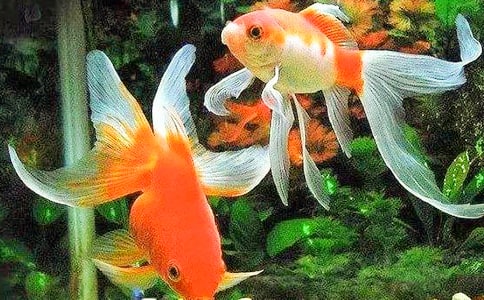 �ҵĶ�������С��������300�֣���ѡ50ƪ��