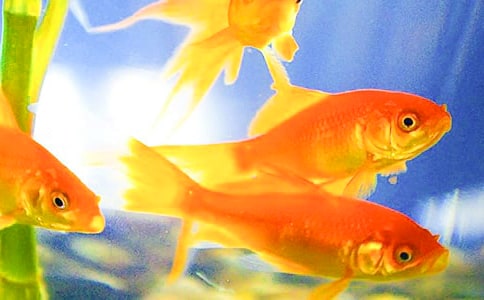 �ҵĶ������ѽ�������300�֣���ѡ65ƪ��