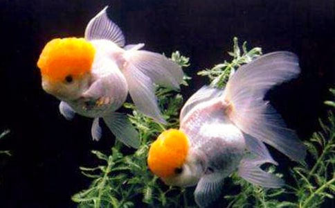 �а������̰������������ν̰�����ѧ��˼