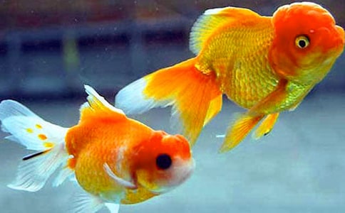 �ɰ��Ľ�������[����15ƪ]