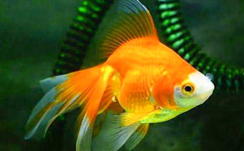 �ɰ��Ľ�������ͨ��15ƪ