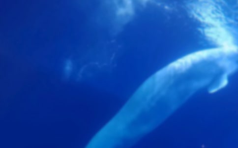 ����;���_550��