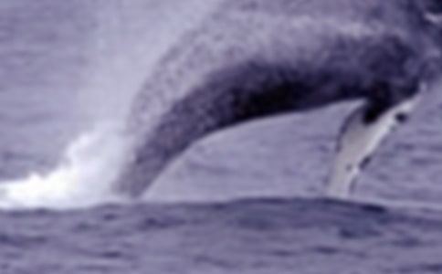 ����һͷ��������