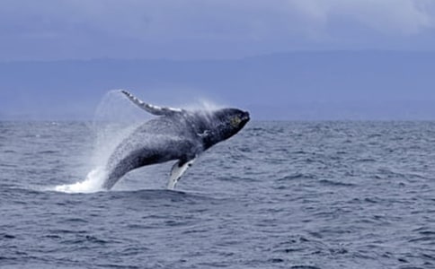 �����������̰�6ƪ