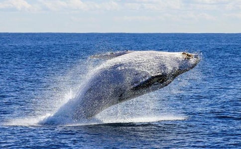 �����������̰�