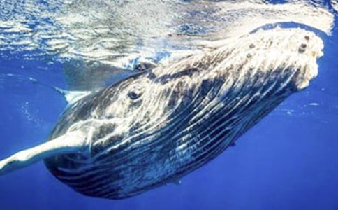 ��������ĳ������Ƽ�