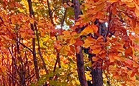 ���Ƽ���Сѧ����ɫ��������ƪ