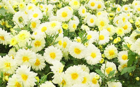 �����ţ��ջ���������15ƪ