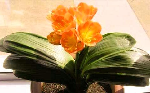 ���ر�������������