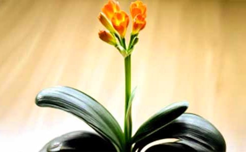 ����������(ͨ��15ƪ)